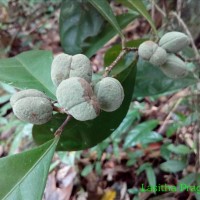 Dichapetalum gelonioides (Roxb.) Engl.